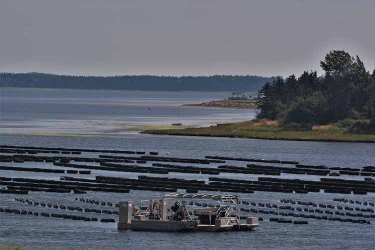 oyster traps on water